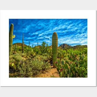 Saguaro National Park Posters and Art